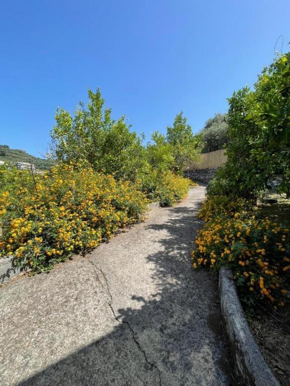 Villa Rosmary Massa Lubrense Εξωτερικό φωτογραφία
